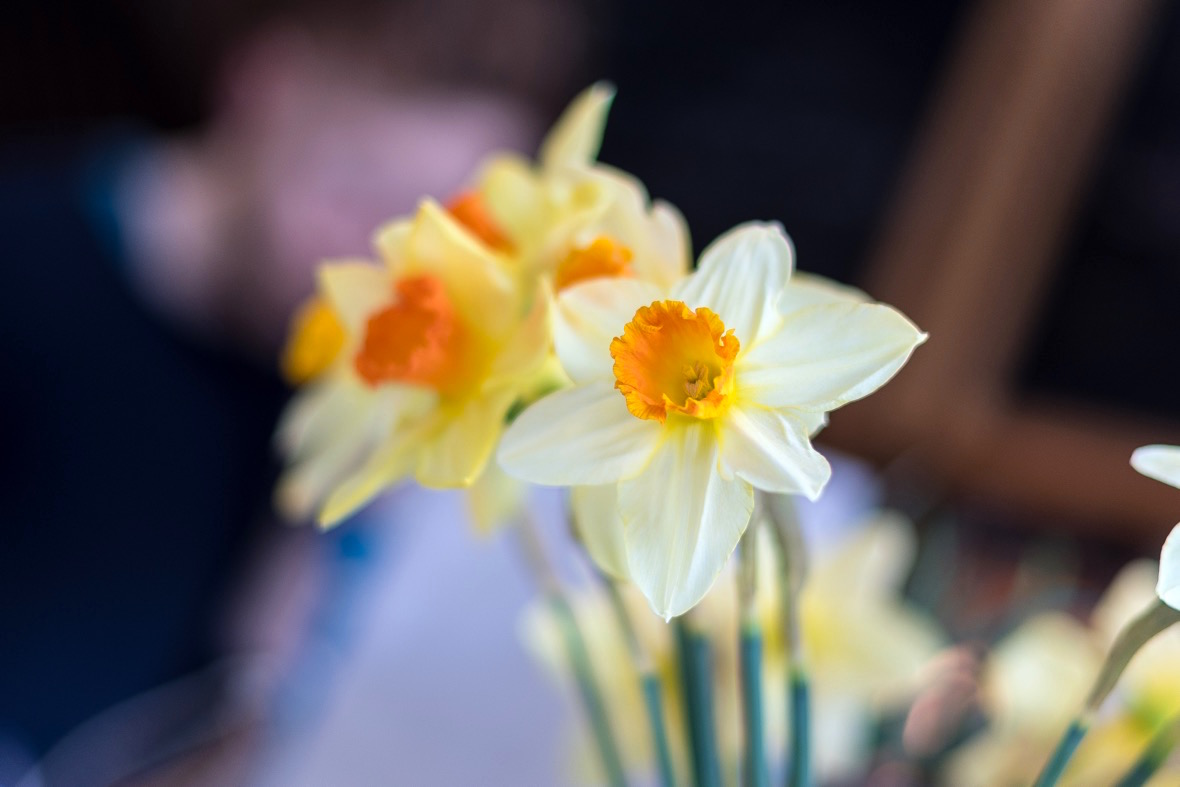 Daffodils at the cake cafe and slice which are both owned by Ray O'Neill