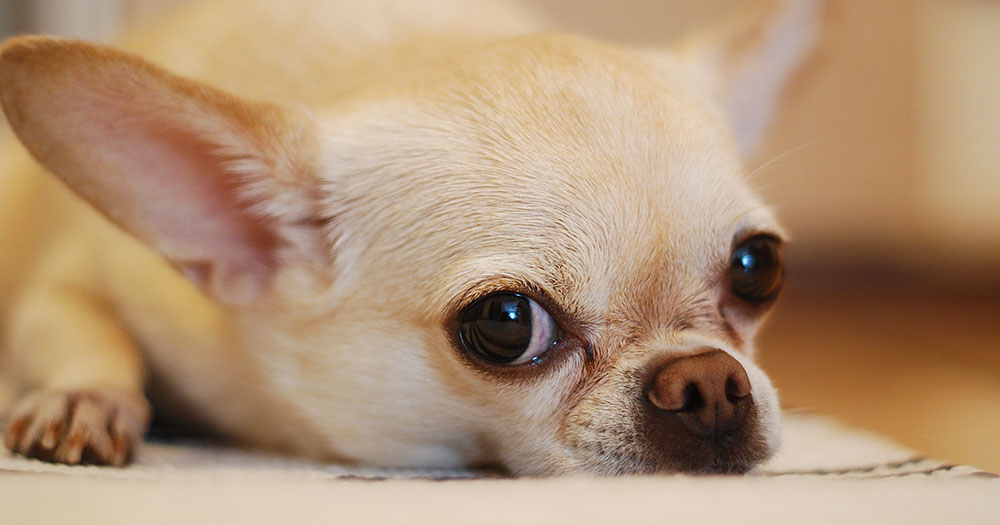A sad looking chihuahua dog lying on the ground after a Wicklow gay couple's pet dog was beheaded