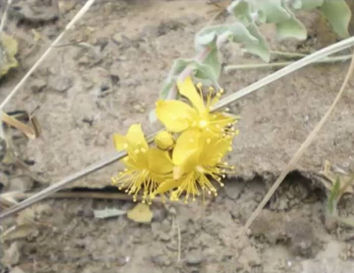 Hypericum scruglii found to potentially stop the spread of HIV