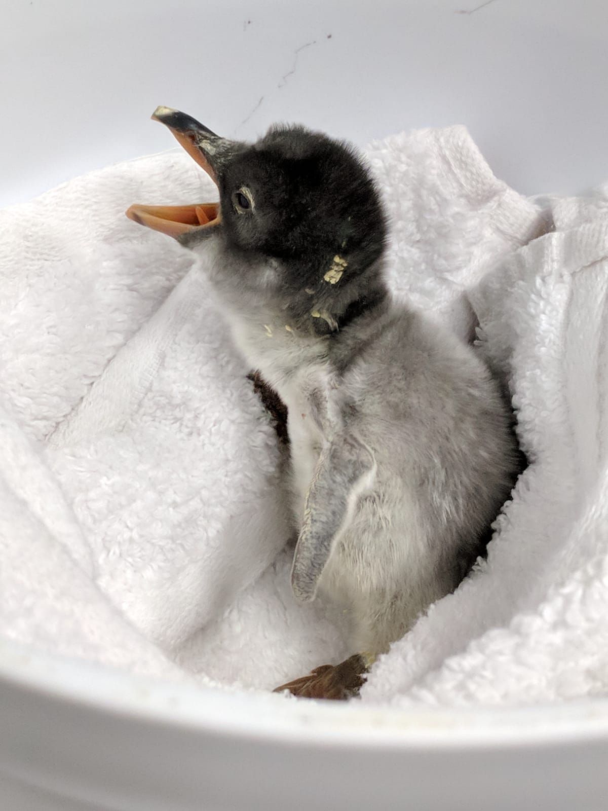 Penguin