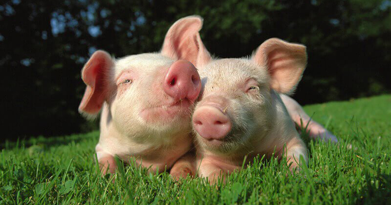 An image released by animal rights group PETA featuring two little pigs snuggling in a field