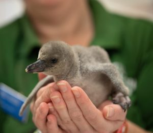 a baby gentoo chick
