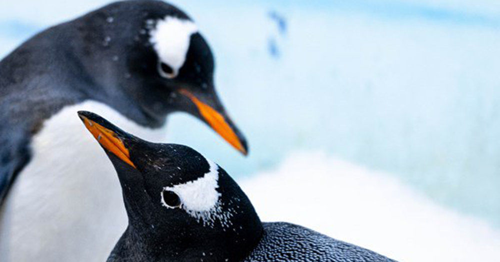 New penguin parents in London