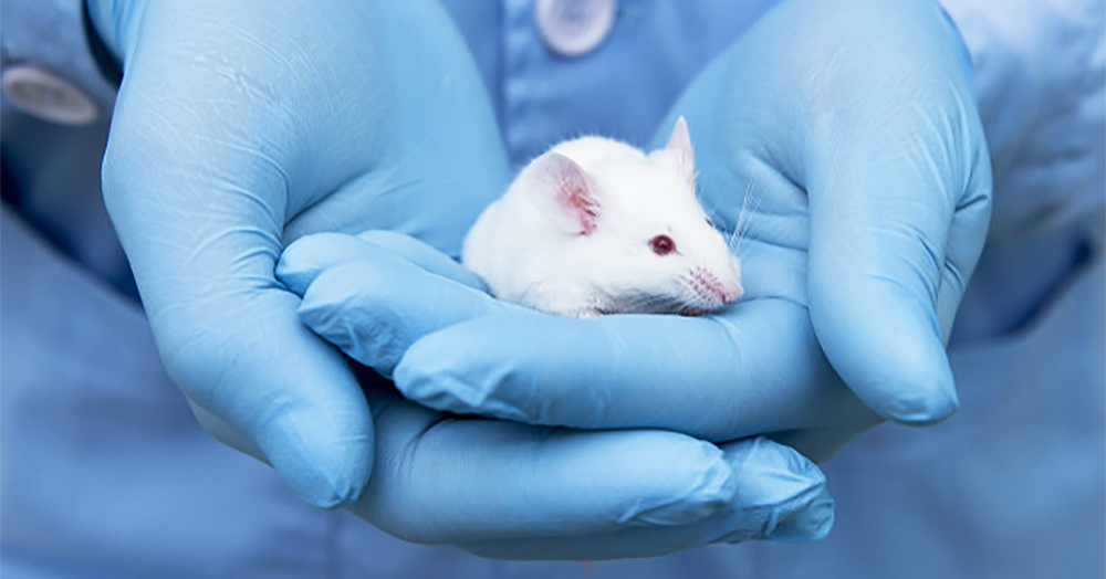 Close-up of hands wearing latest gloves holding a mice in their palm. A recent study has proven that HIV was cured in mice.