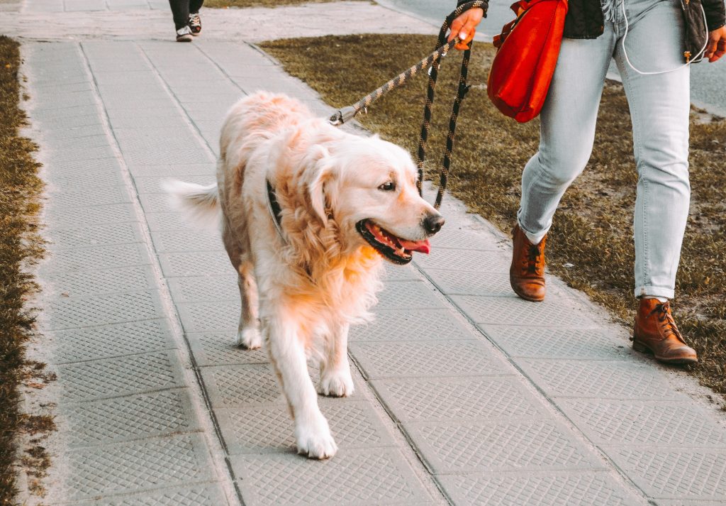 A dog walking on a leash next to a person. This article is about mental health.