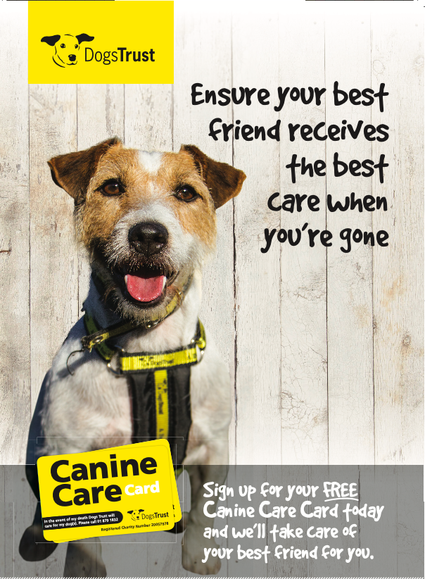 A cute dog posing to advertise Dogs Trust Canine Card