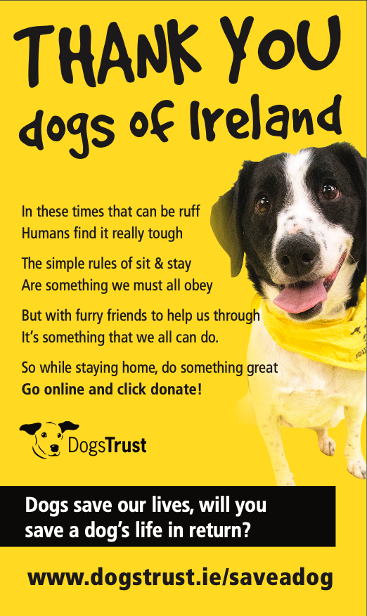 a collie pup smiling dogs trust poster