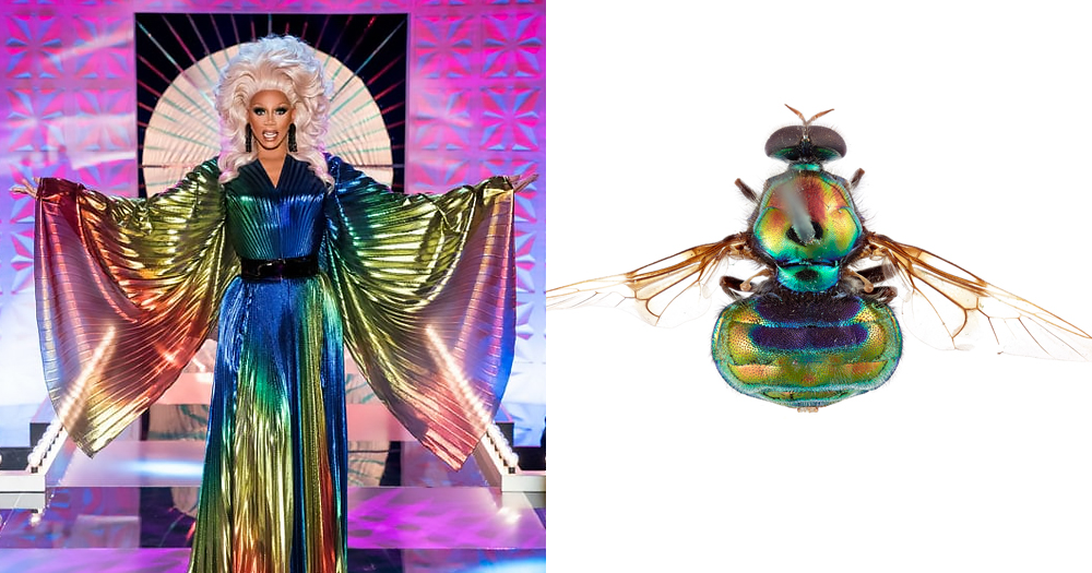Split screen with RuPaul on left on the main stage of Drag Race wwaering a rainbow gown and a new species of rainbow-coloured fly on the right