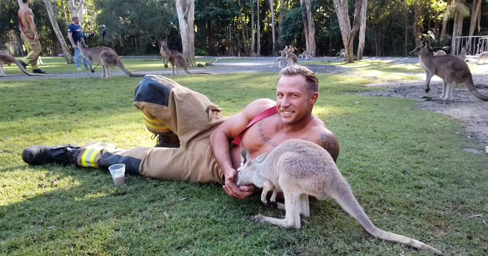 Sexy Australian firefighter posing with kangaroo for holiday calendar