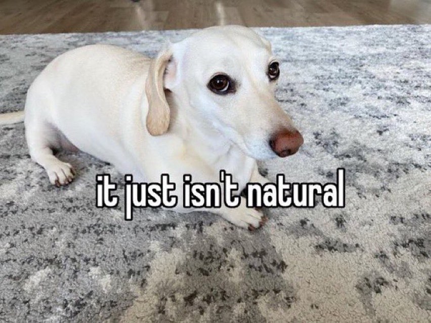 A picture of a white dachshund (Whitney Chewston) looking at the camera with "it just isn't natural" written over it