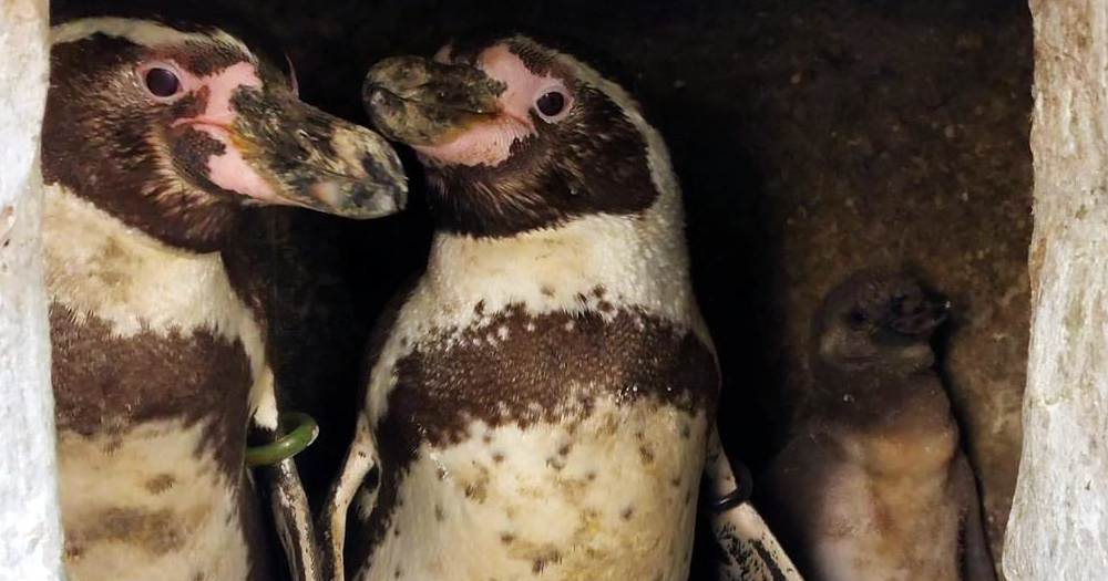 Gay penguin dads Diego and Zorro welcome new surrogate chick Ponyo!