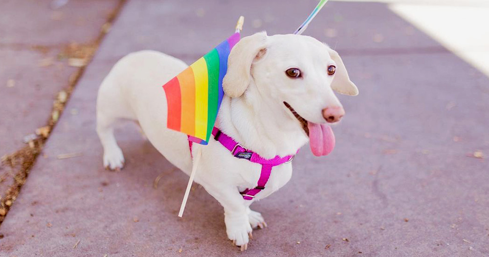 Whitney Chewston, often known as the Homophobic Dog, celebrating Pride