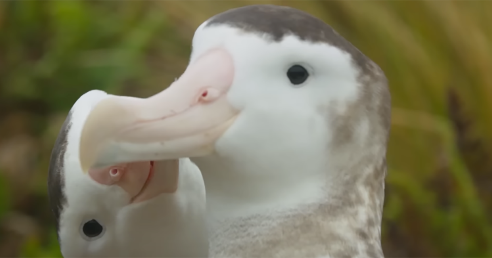 A screenshot of the gay albatrosses.