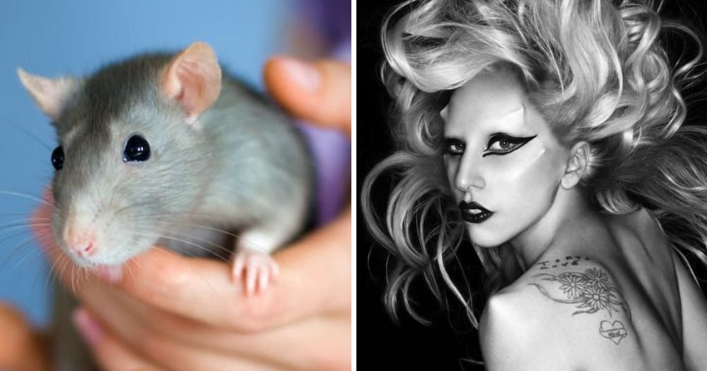 Left: Image of a rat, Right: Black and white image of Lady Gaga