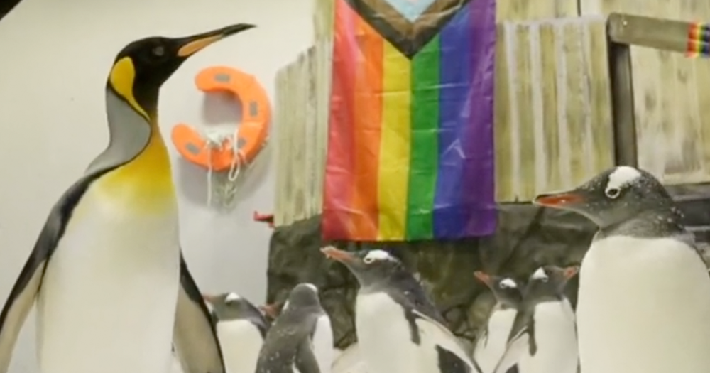 Gay penguins proudly march in their own WorldPride parade in Sydney • GCN
