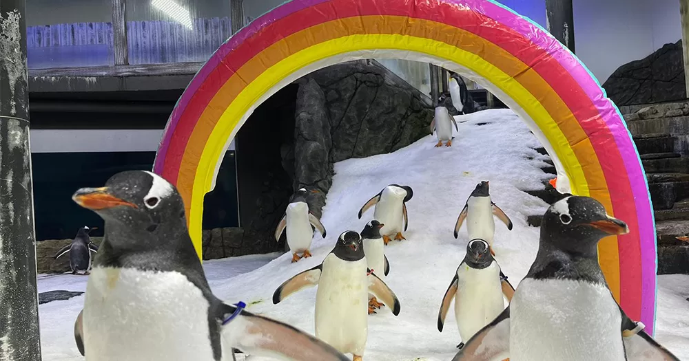 Penguins march under a gay rainbow inflatable at Sea Life Sydney Aquarium.