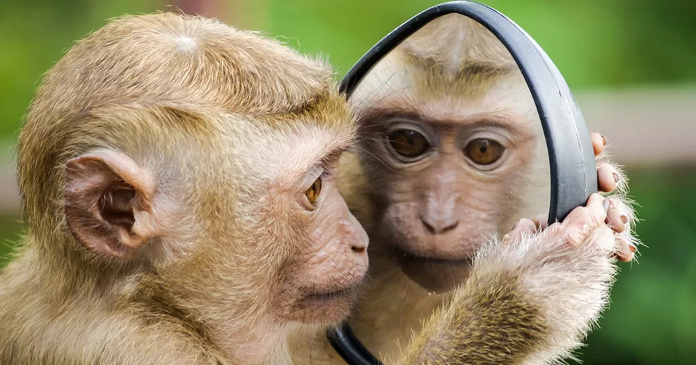 A monkey looking into a mirror.