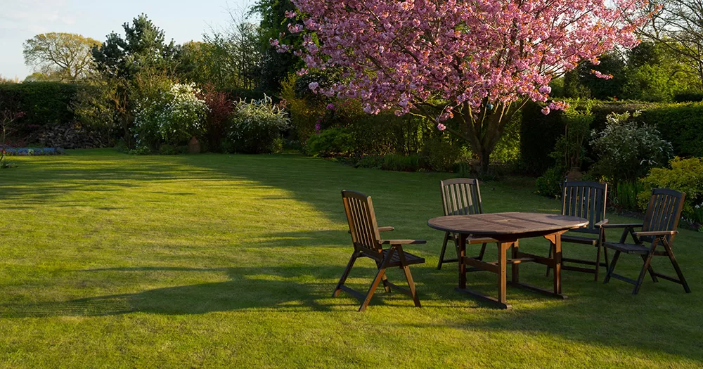 An image of a garden. It shows green grass, a cherry blossom tree and some wooden outdoor furniture.