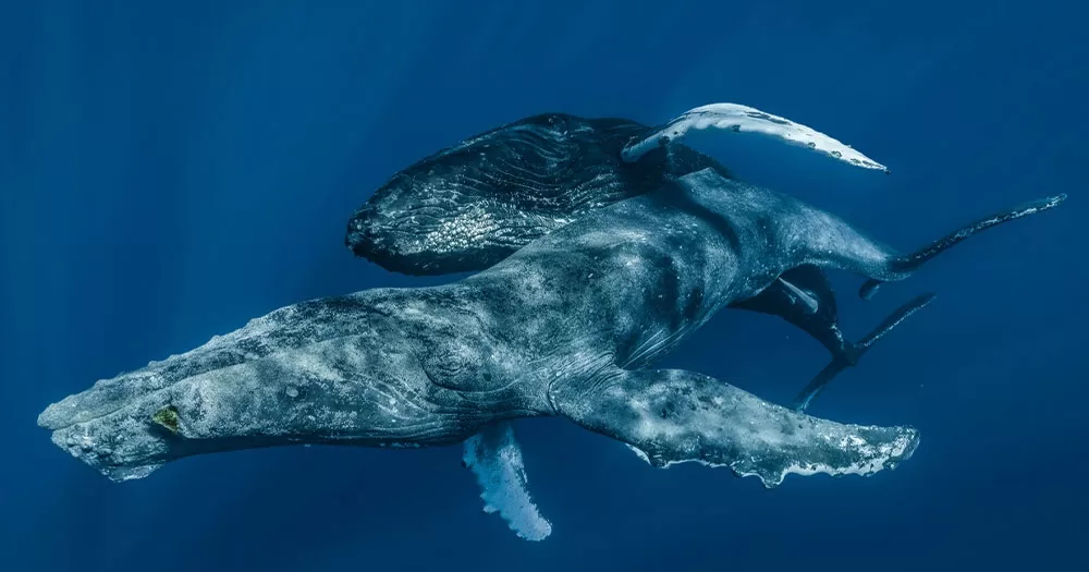 Maui-based photographers captured first-ever instance of a sexual encounter between humpback whales and later learn that both whales are male.