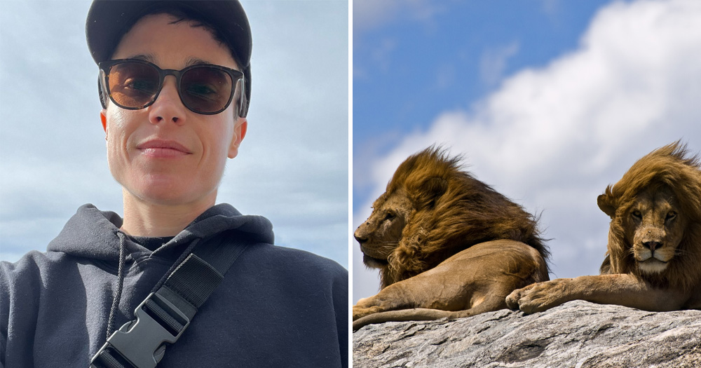 Split screen of Elliot Page and two male lions in nature.