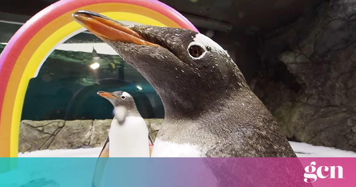 One half of the world-famous gay penguin couple dies • GCN