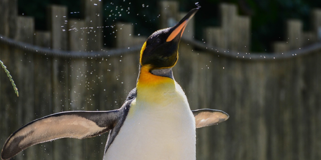 This article follows the story of a Female penguin renamed after park staff discover she’s in fact a gay male