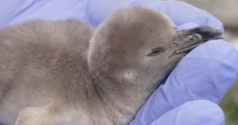 image shows a new baby penguin born to a same-sex pair of male Humboldt penguins, Scampi and Flounder, have become proud parents at Chester Zoo