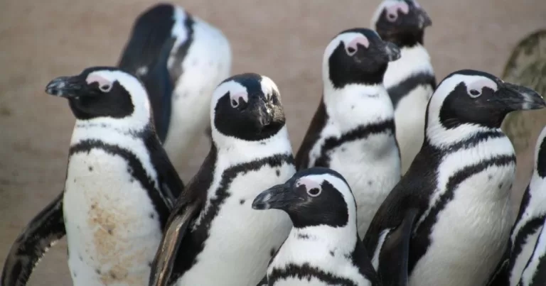 The image shows a group of penguins standing close together on a sandy ground. The image is chosen to represent queerness among animals, such as in penguins.