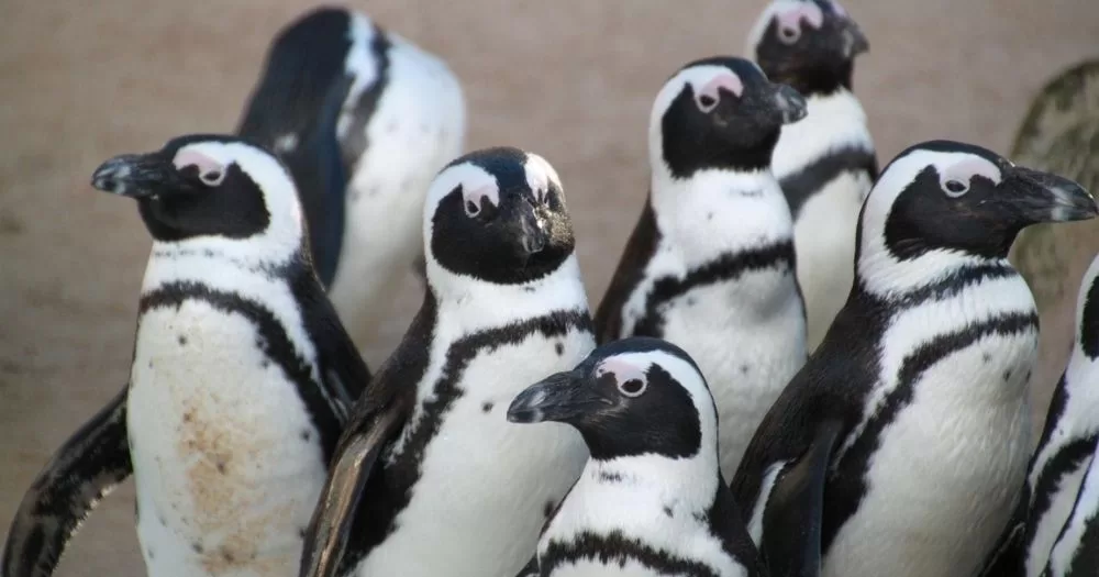 The image shows a group of penguins standing close together on a sandy ground. The image is chosen to represent queerness among animals, such as in penguins.