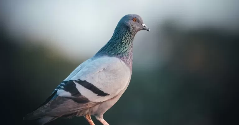 Photo of a pigeon standing outside.